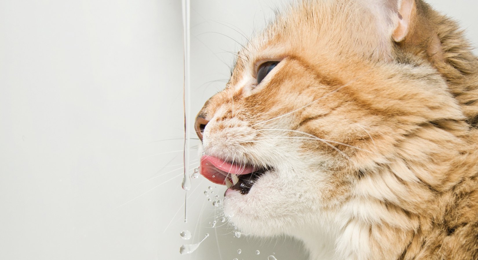 6 things you didn't know about pet fountains