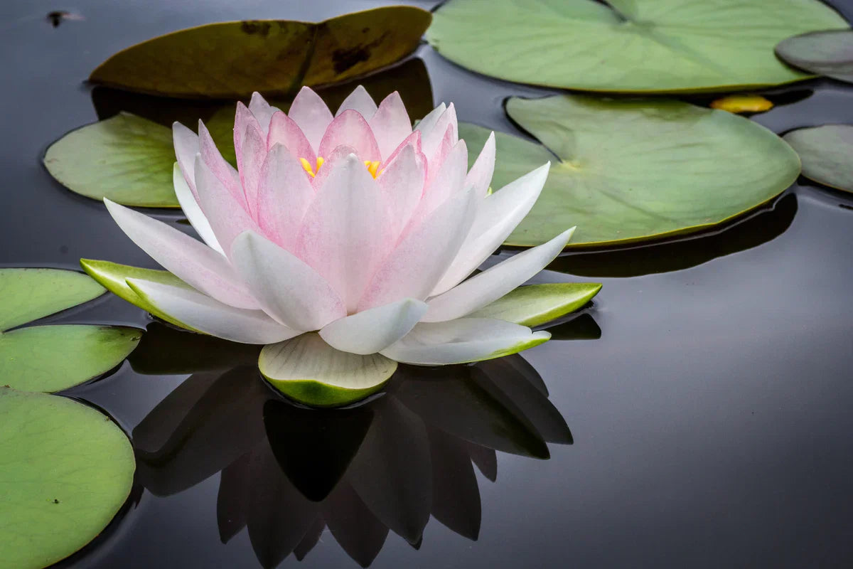 12 Deep-Water Plants for your Pond | Closer Pets, image size:1200x800