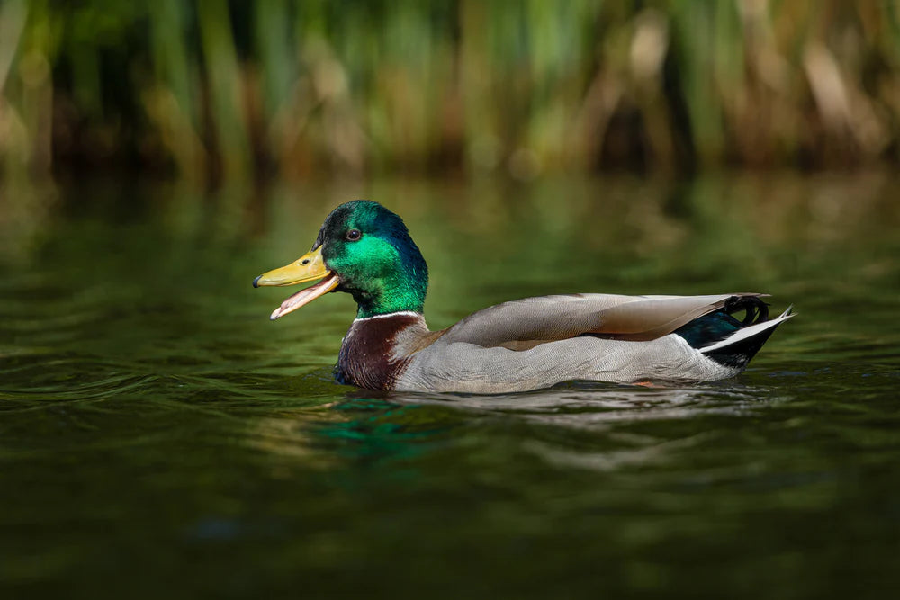 What Eats Pond Snails?