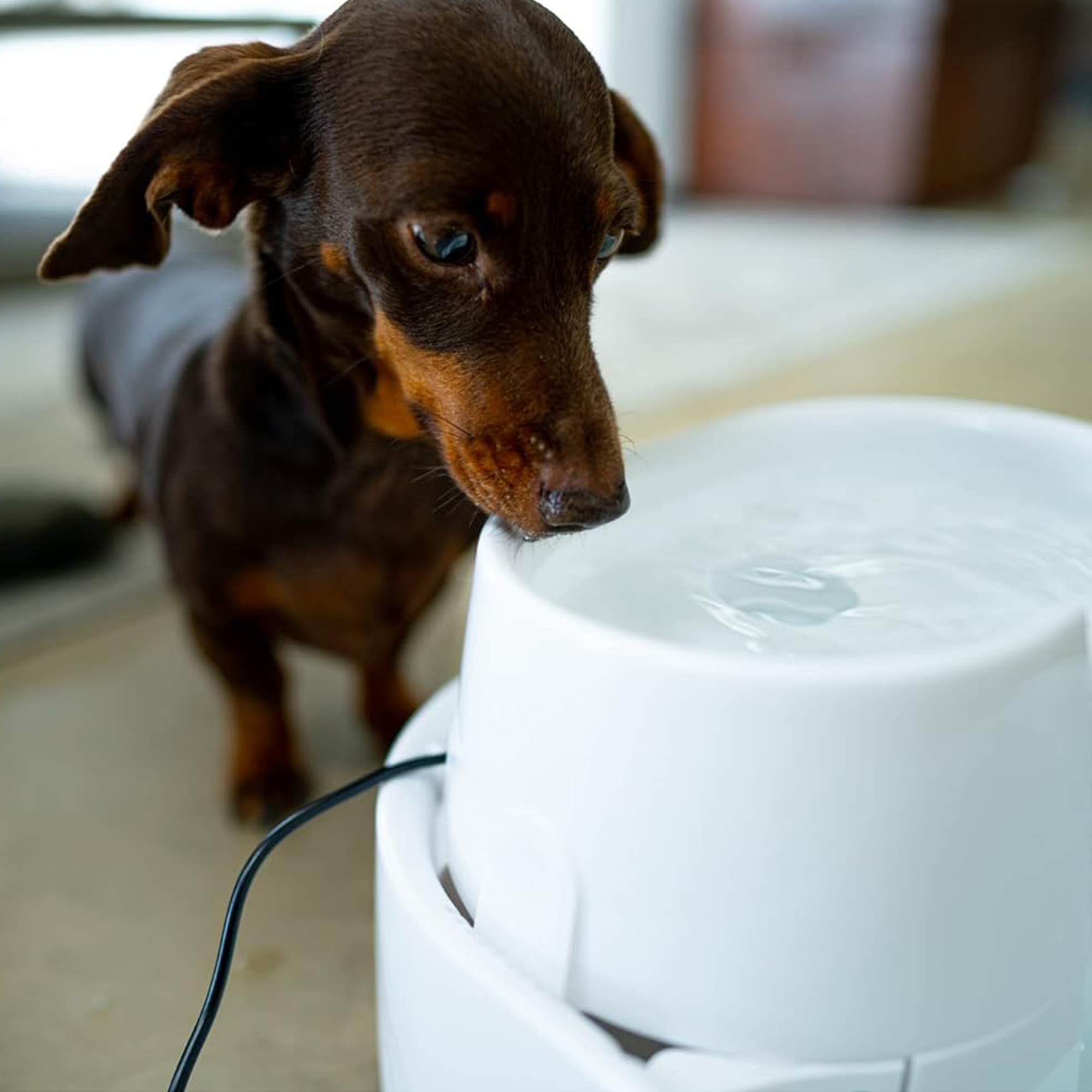 A Dachshund put its nose into the top level of the fountain.
