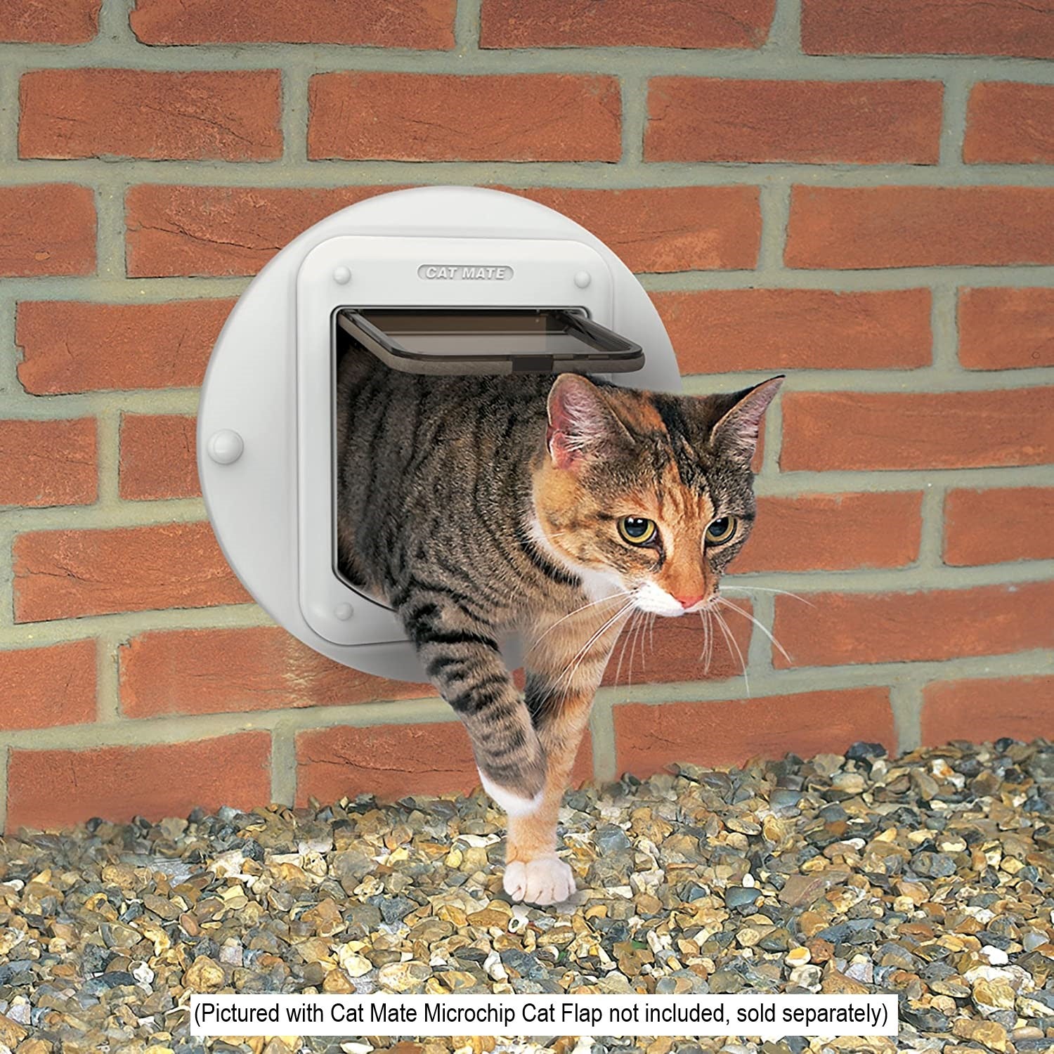 a tri-coloured tabby cat looks hesitantly at the camera lens as it exits a red brick building through the white cat flap in the wall and steps across multi-coloured stone chippings on the ground.