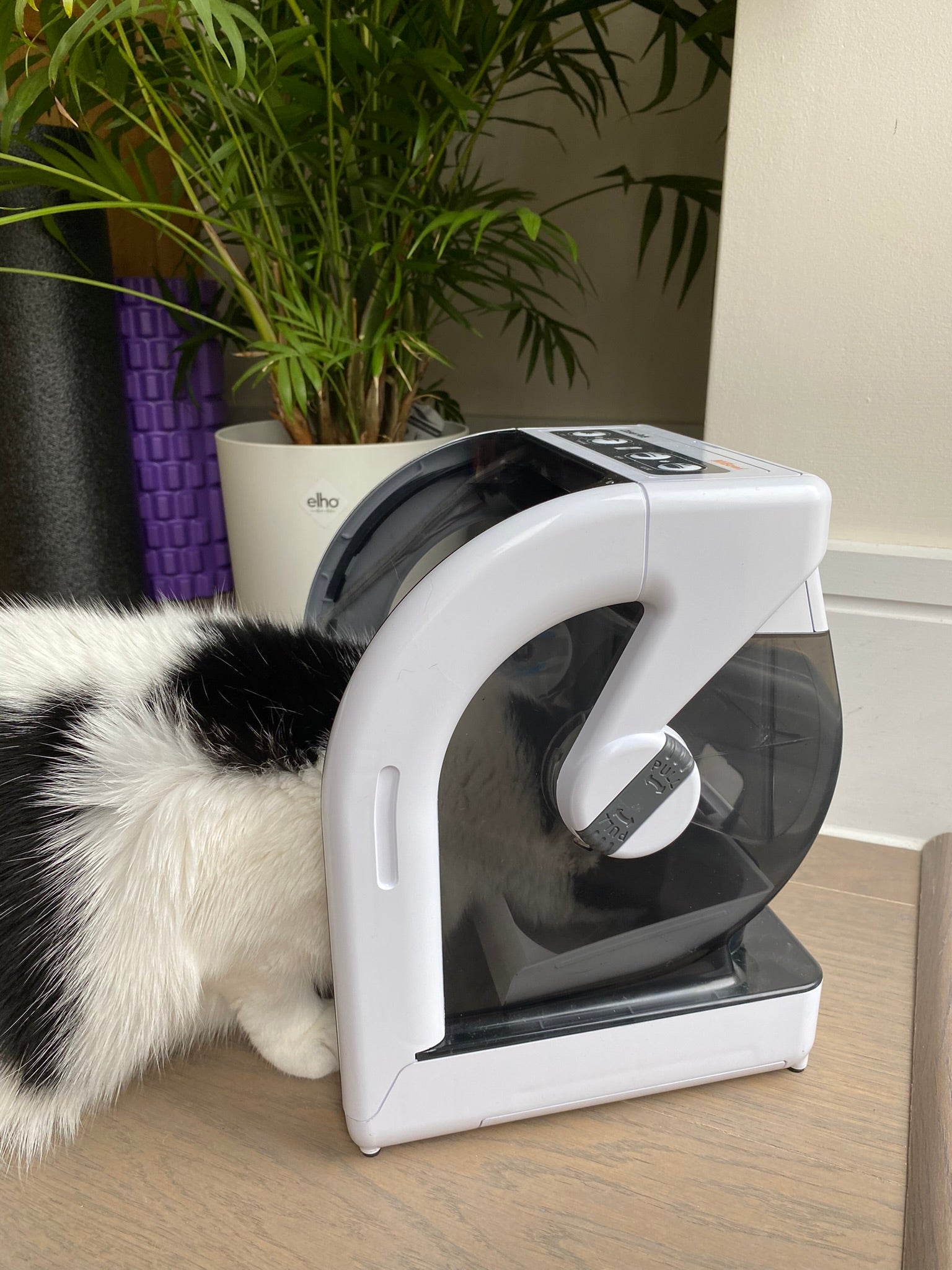 A back and white cat eats food out fo the white and dark coloured plastic pet feeder