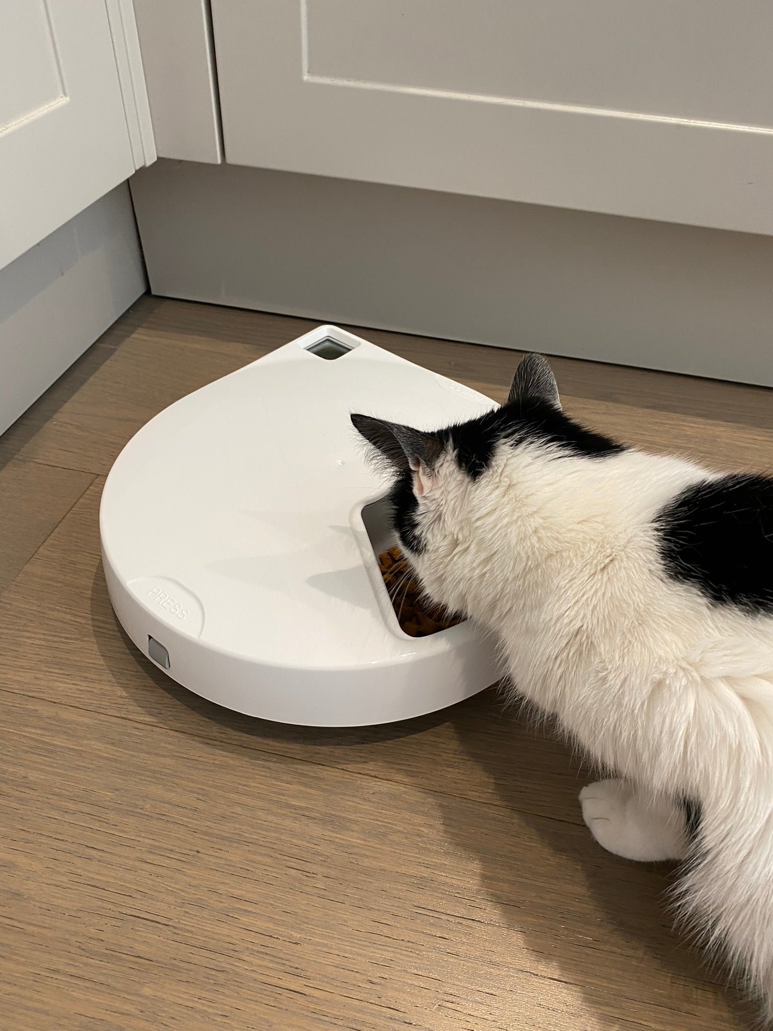 A black ad white cat is eating from one of the feeder compartments