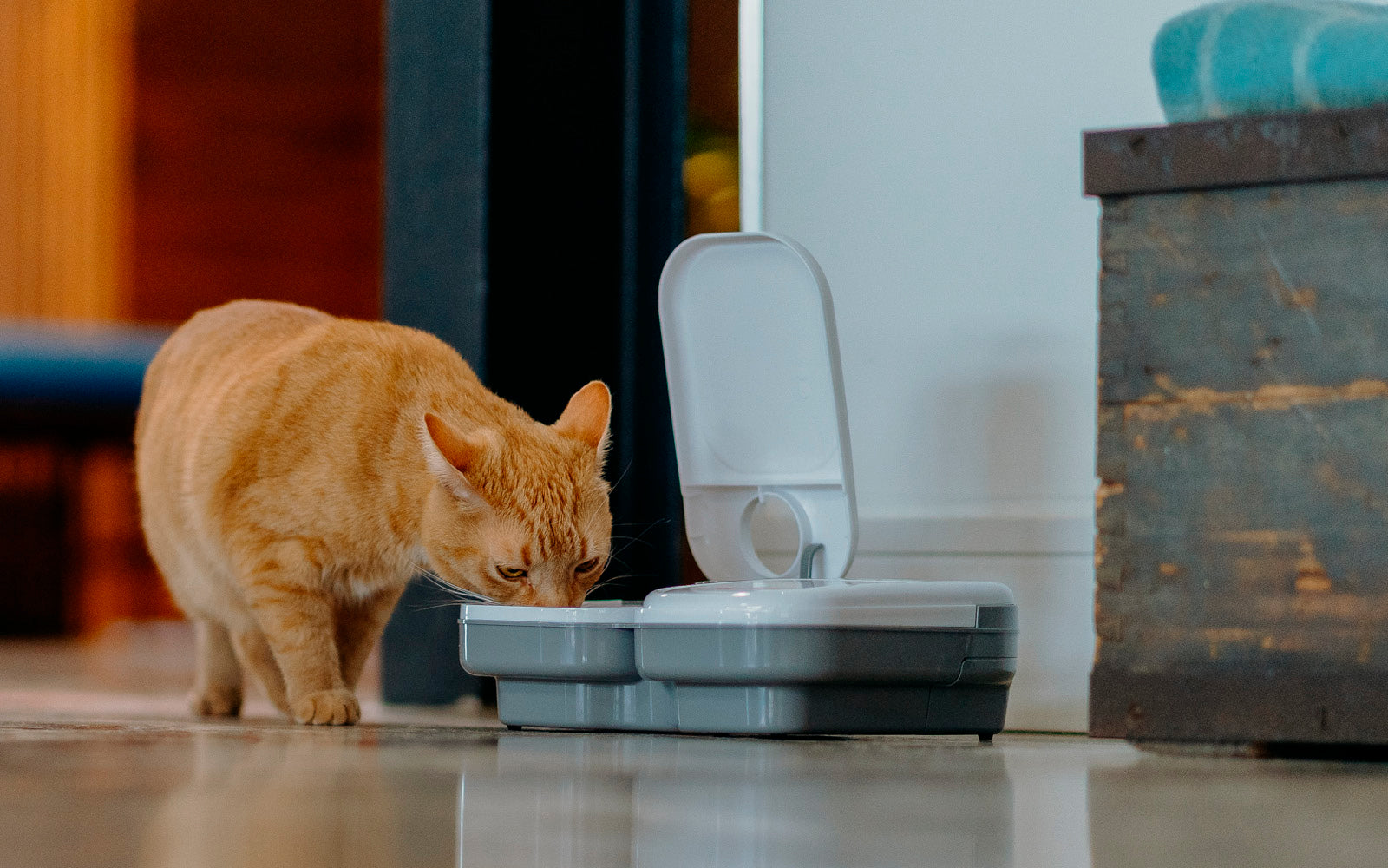Two-meal Automatic Pet Feeder (C200)
