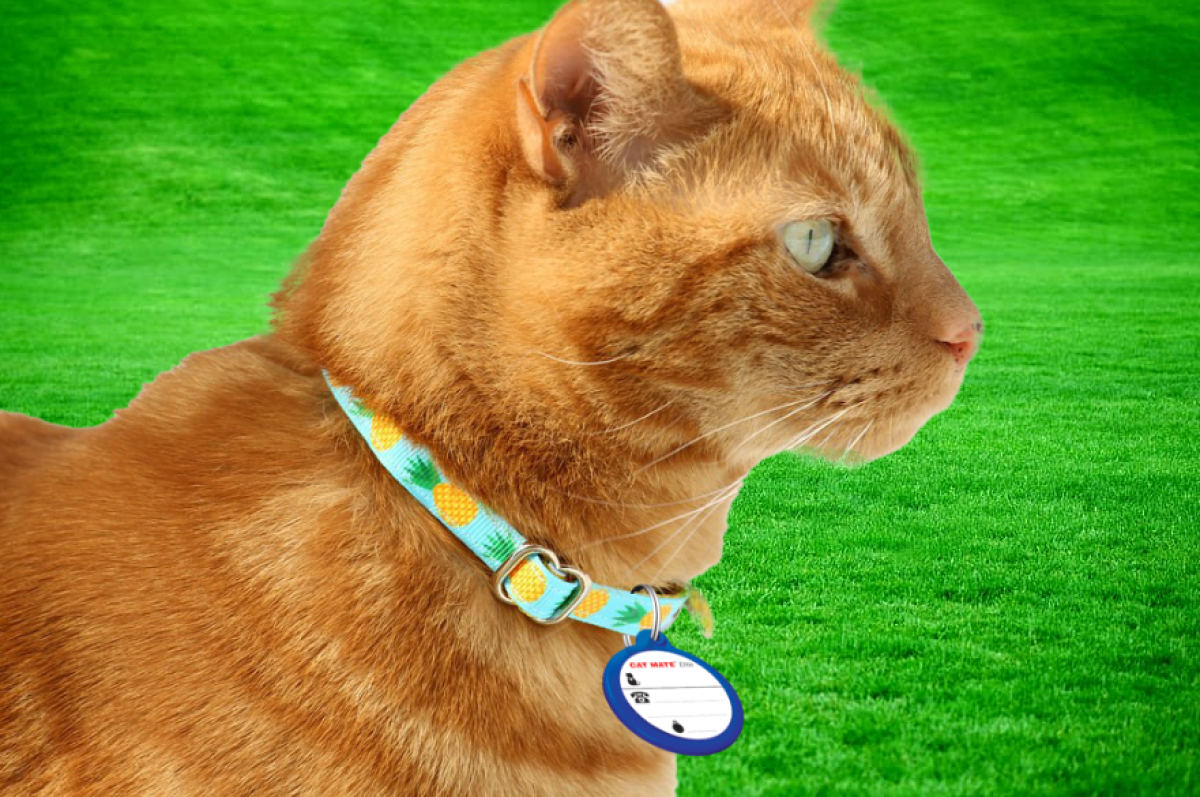 Cat mate blue identity tag attached to a ginger cat's collar, against a green background