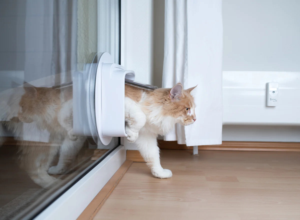 How To Stop Other Cats From Using Your Cat Flap | Closer Pets