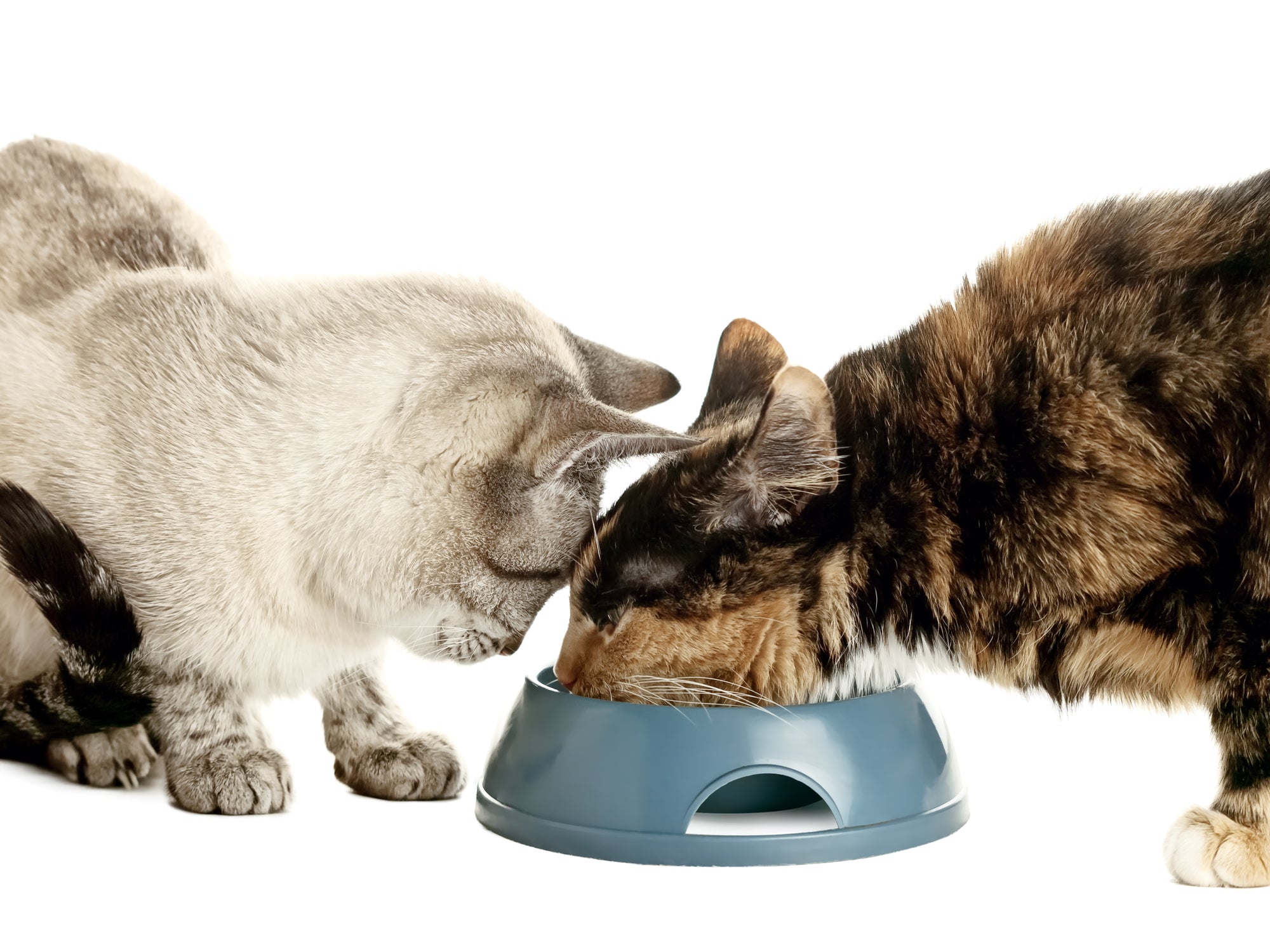 How to Stop Cats Eating Each Other's Food