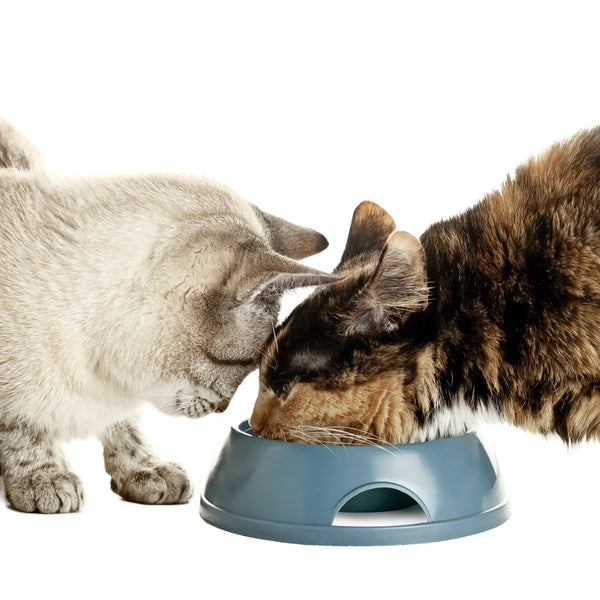 How to Stop Cats from Eating Each Other s Food Closer Pets