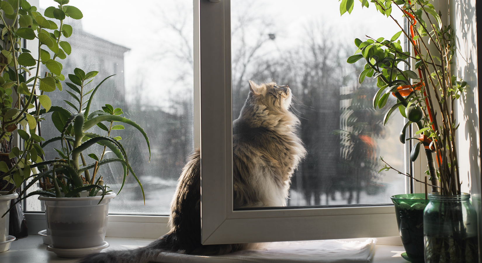 How to create the ultimate catio with our smart cat flaps
