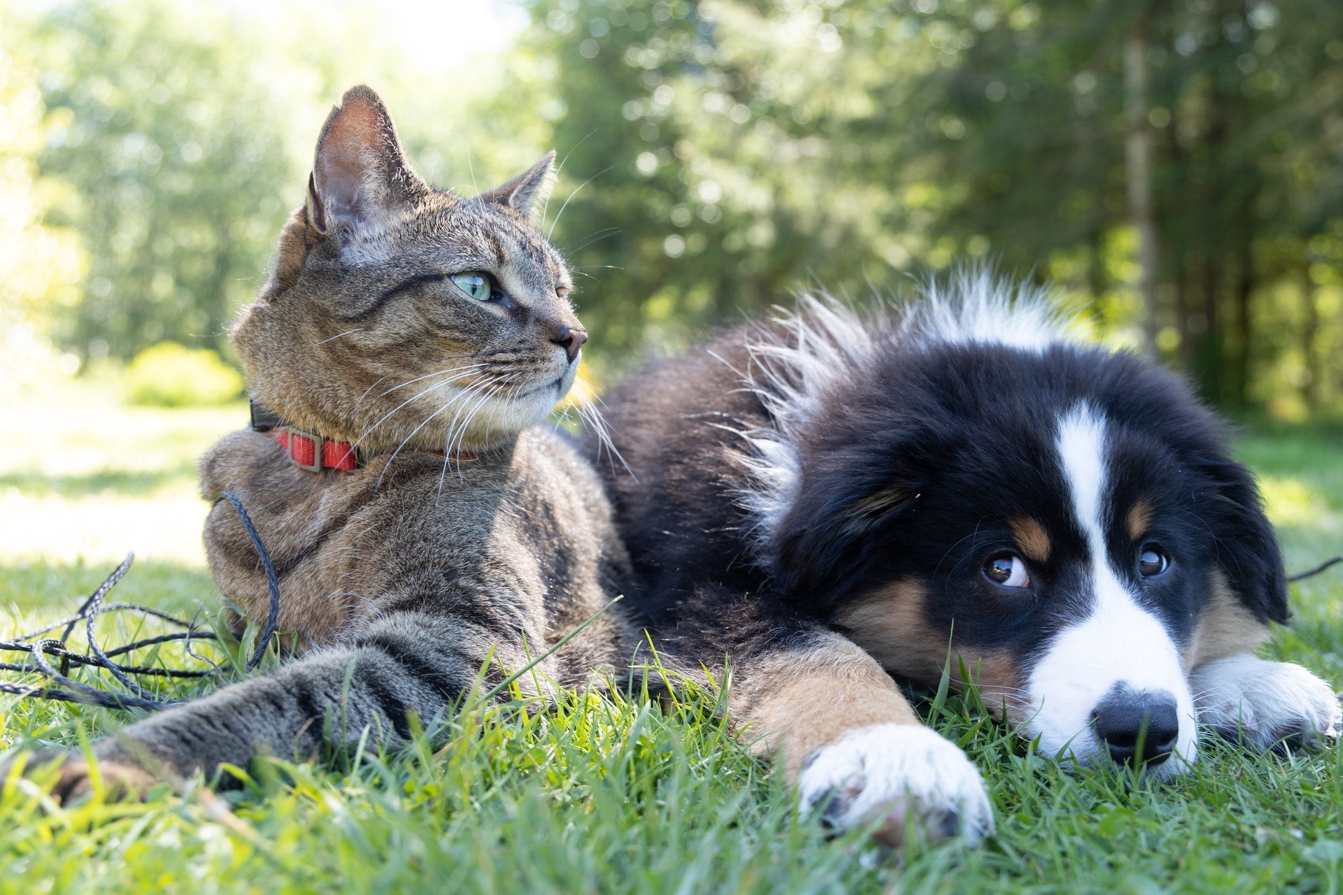 Can Cats And Dogs Live Together In Perfect Harmony?