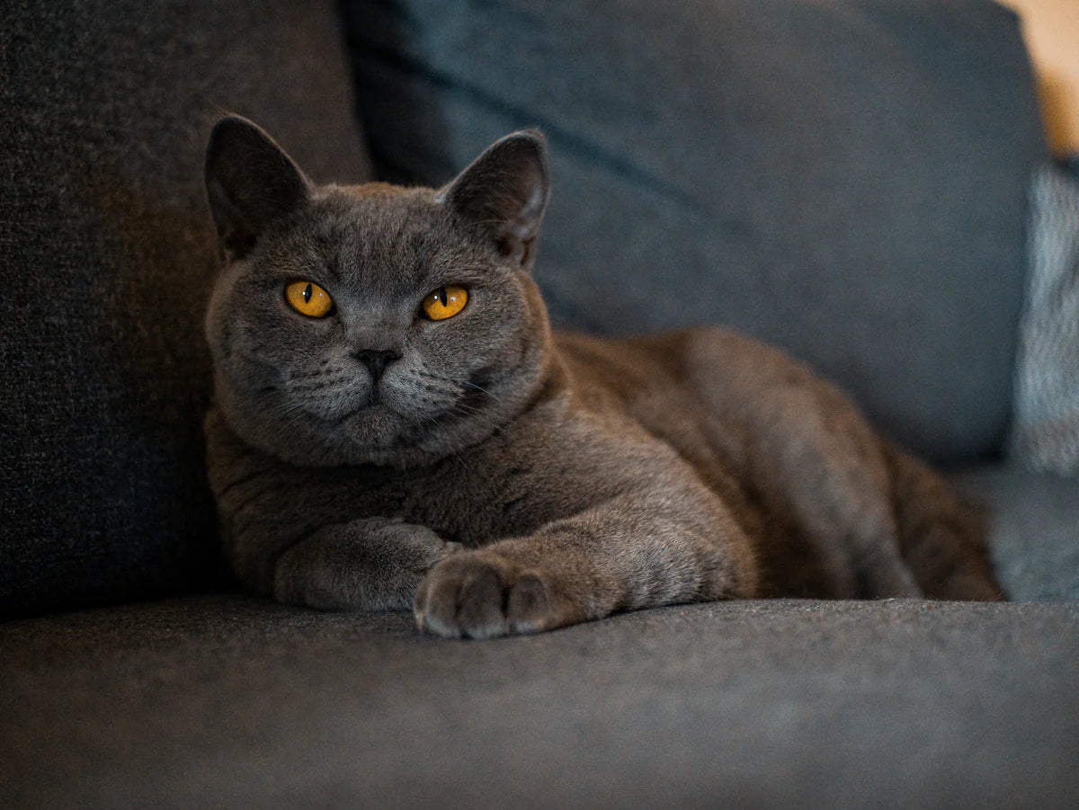 What you need to know about the British Shorthair cat breed