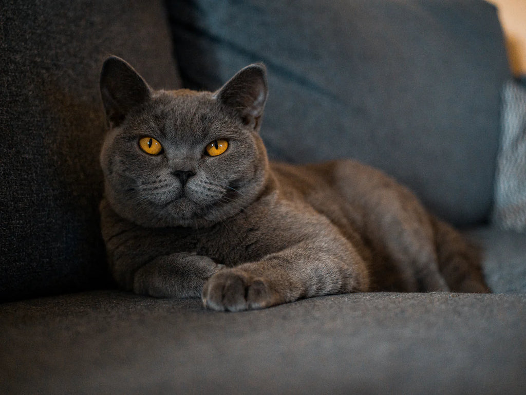 british shorthair coat