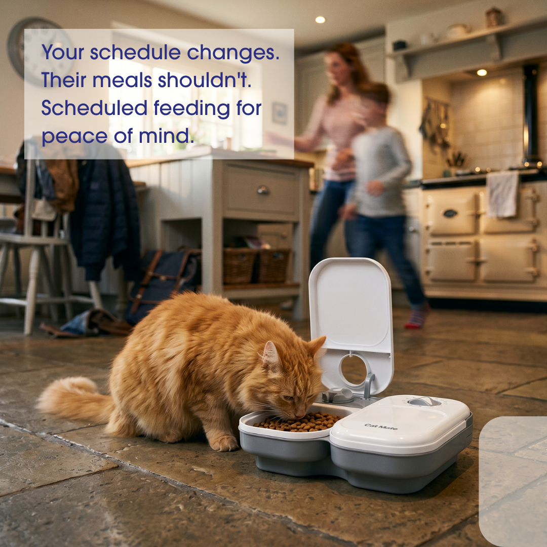 Two-meal Automatic Pet Feeder C200