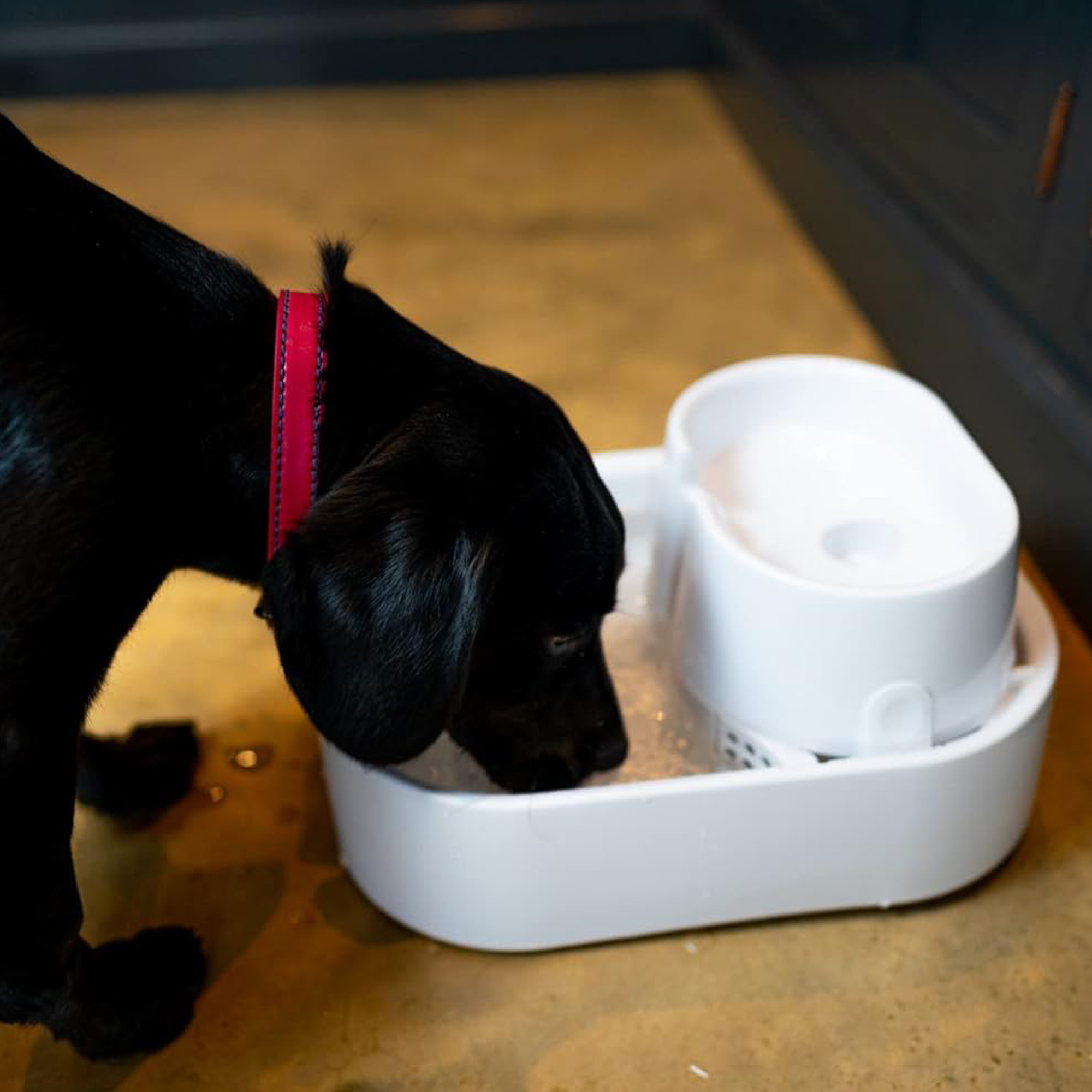 Pet fountain for large dogs hot sale