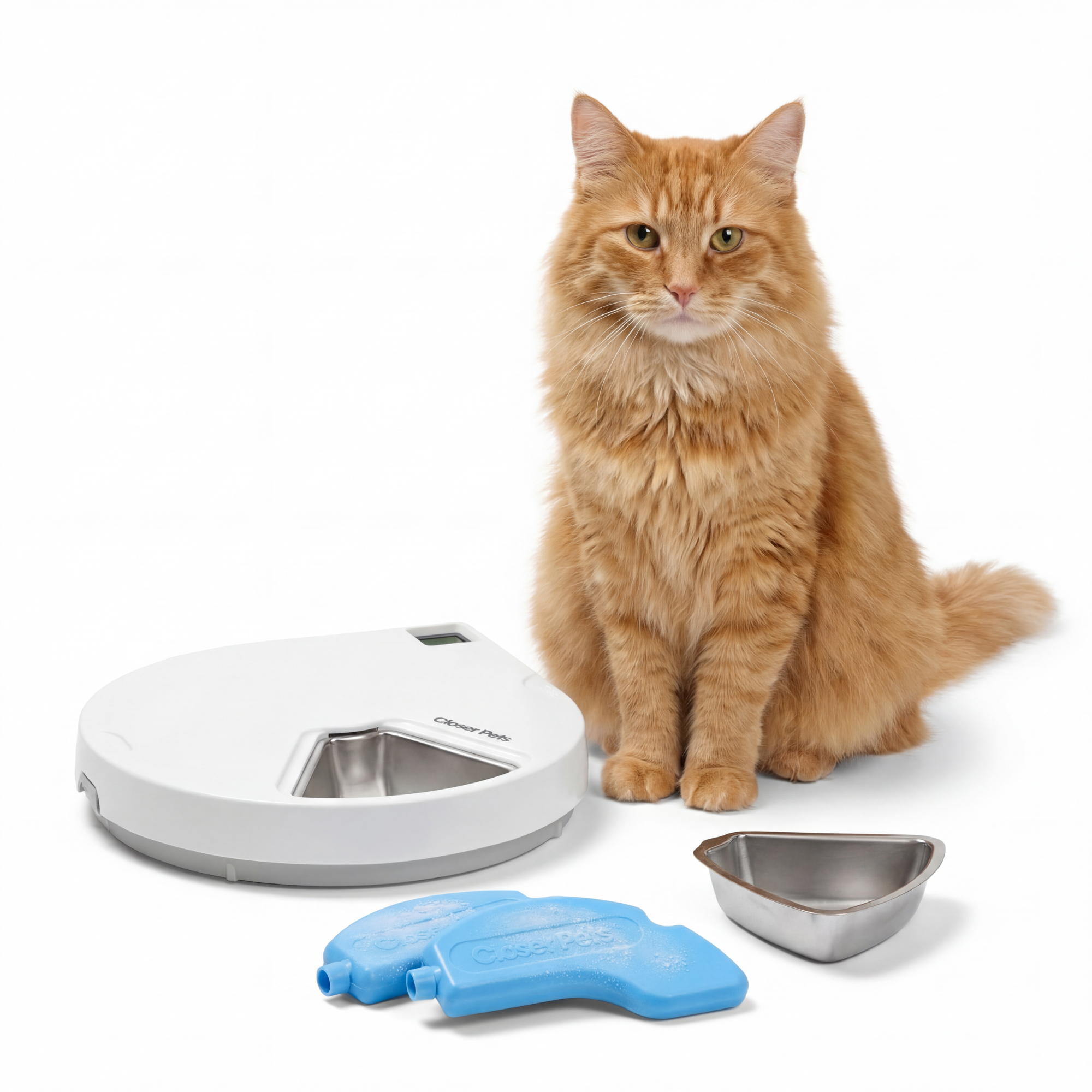 แมวสีส้มนั่งข้างเครื่องให้อาหาร Closer Pets C500 ชามสแตนเลสและเจลเย็น