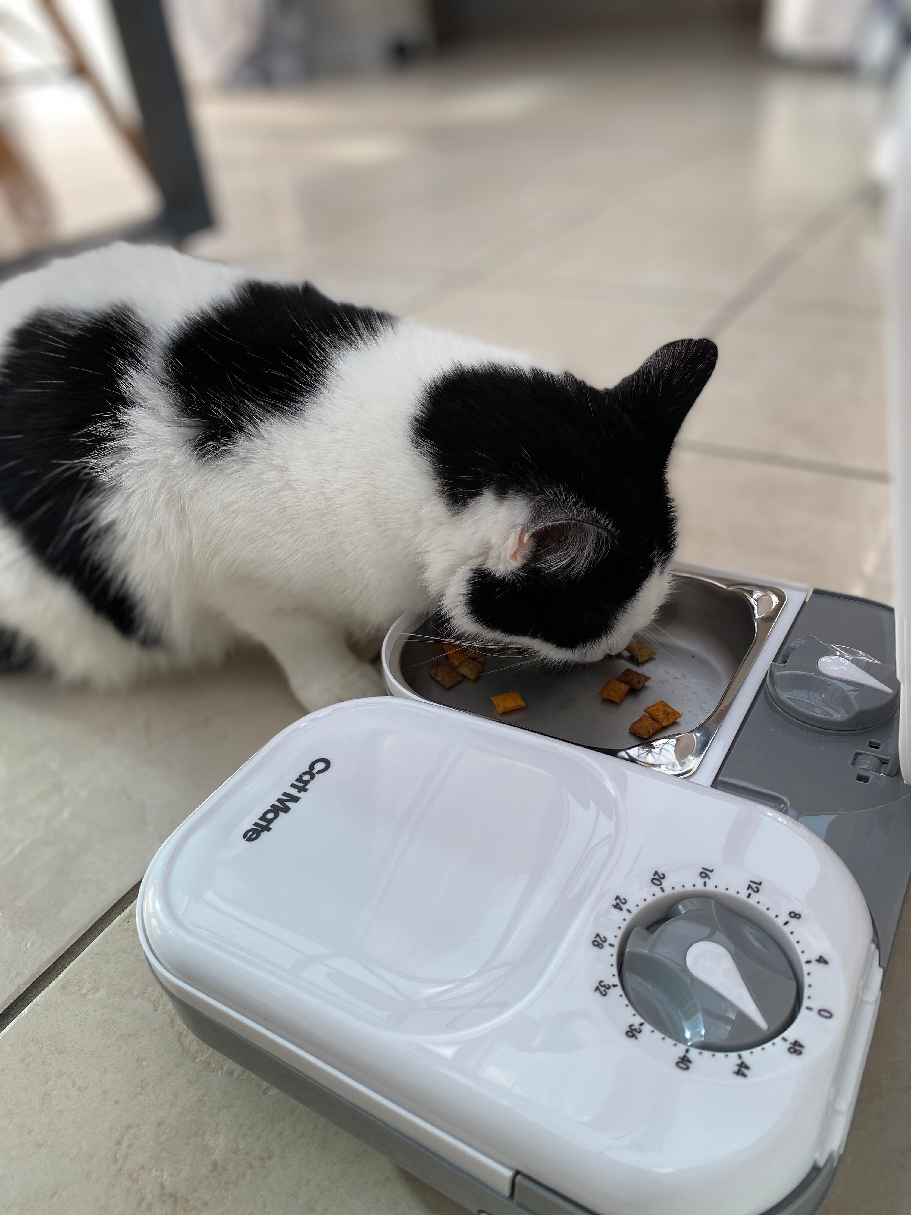 Automatic feeder outlet two cats