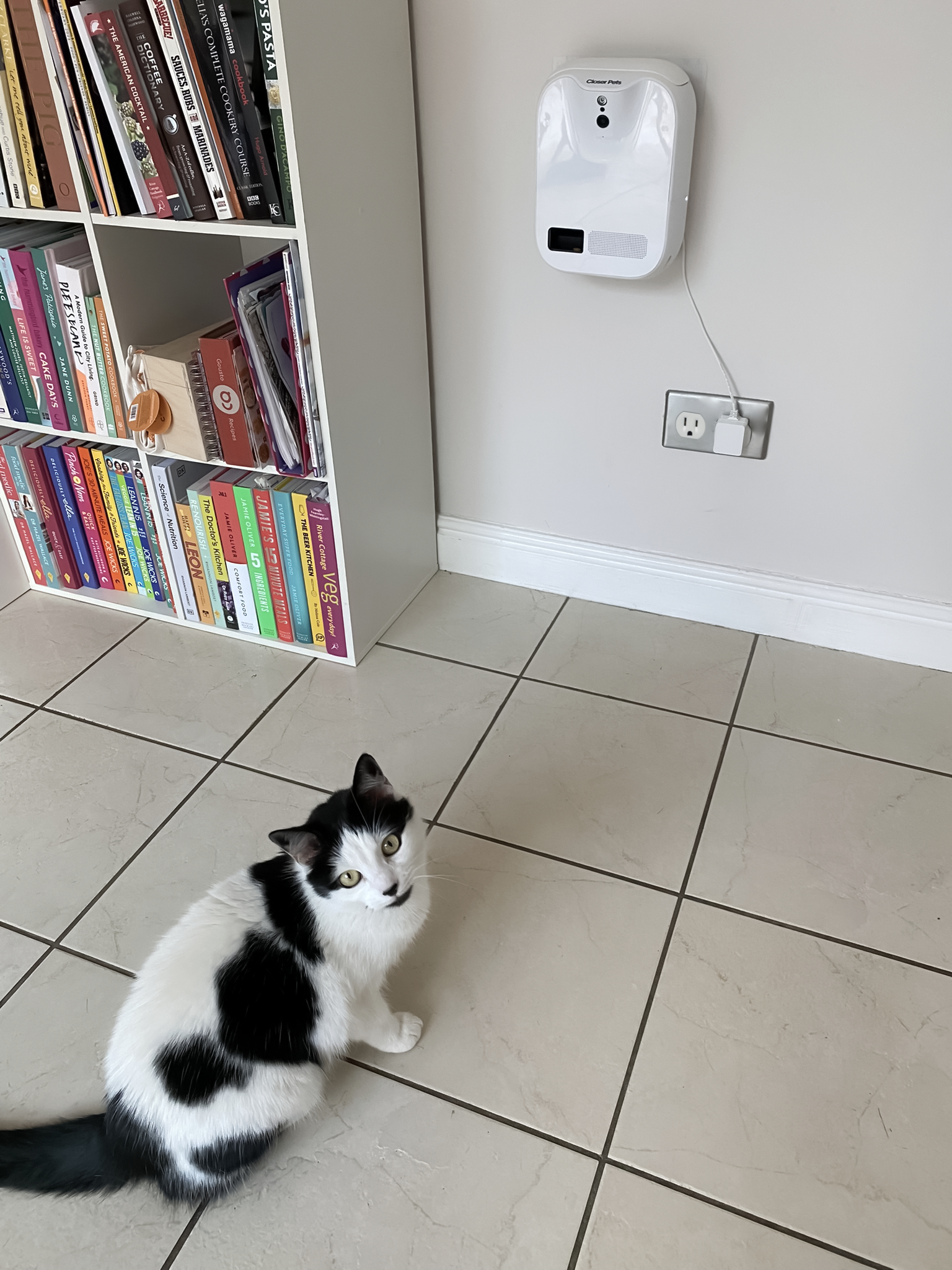 Cat camera treat clearance dispenser