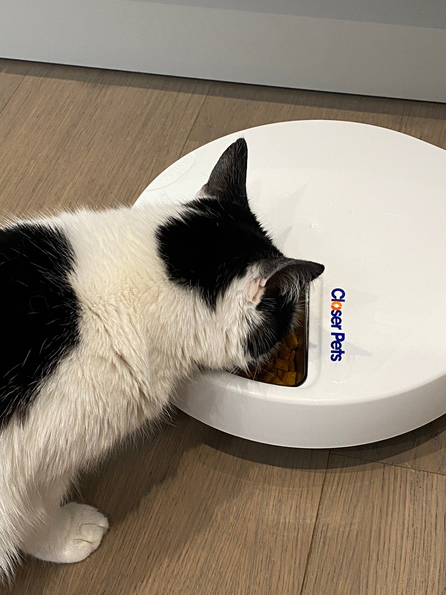 Cat Mate Lot de 5 Inserts en Acier Inoxydable pour mangeoire