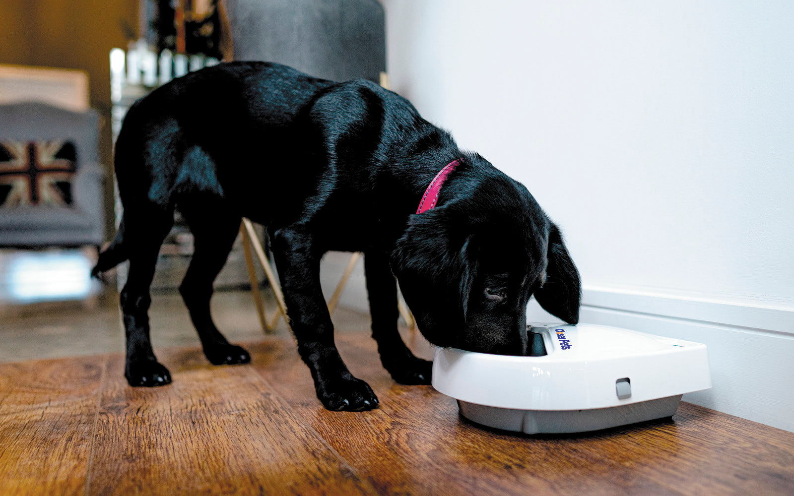 Digital dog clearance feeder