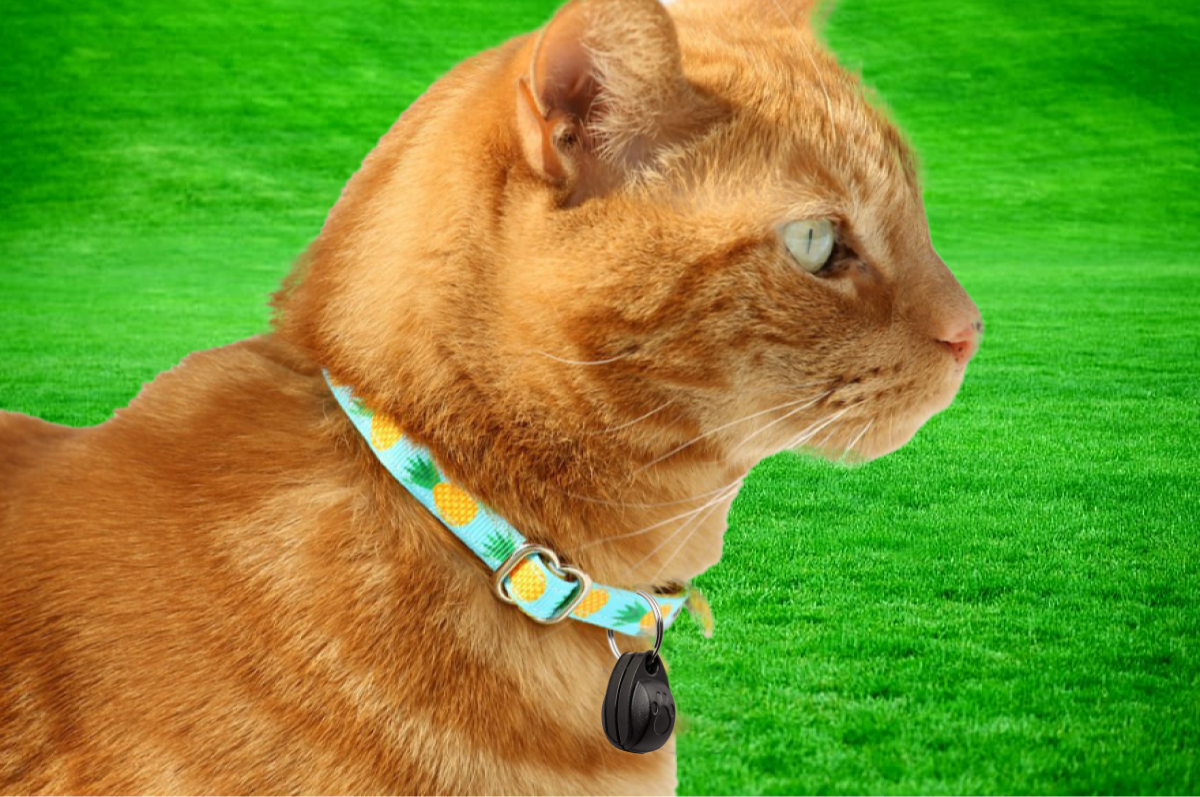 Cat Mate Cat Collar Magnets (257)